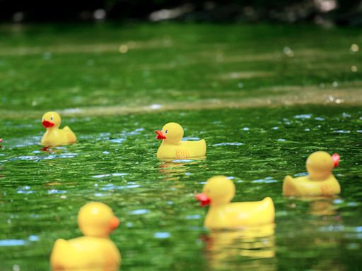 Join the fun at Duck Race on Yantic River - plus how to vote for the Most Wanted Duck