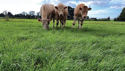 How higher grazing residuals increase beef cattle liveweight gain - Farmers Weekly