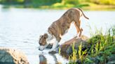 Rescue Pit Bull's Big Catch Would Even Have Pro Fishermen Impressed