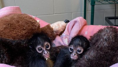 El Paso Zoo, CBP rescue two baby spider monkeys - KVIA