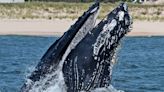 Boat strikes are a major driver of whale strandings