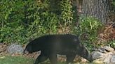Black Bear Spotted In Haverhill, Police Issue Warning