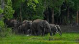 Un elefante descontrolado causa pánico entre peregrinos en Sri Lanka