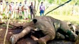 Wild elephant found dead in Nagarahole Forest - Star of Mysore