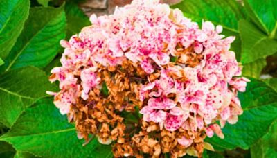 Neglected hydrangeas will ‘come back healthy’ if gardeners do 5 second task