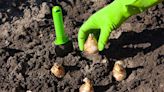Now is the time to plant Summer bulbs
