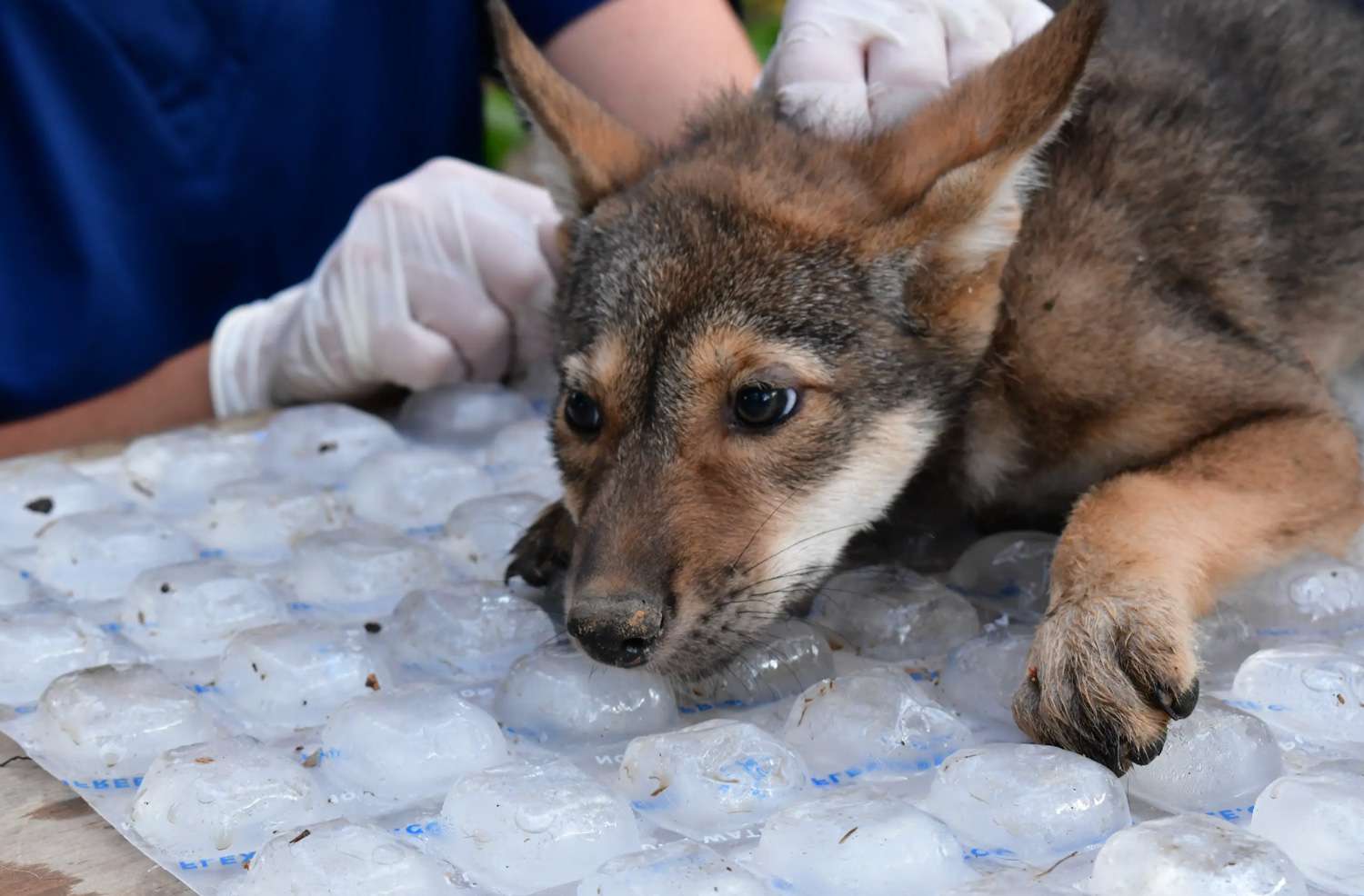 4 of the World’s Most Endangered Wolf Pups Born at the St. Louis Zoo: 'Each Birth Is an Achievement'