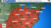 Hummingbirds return to southern New England