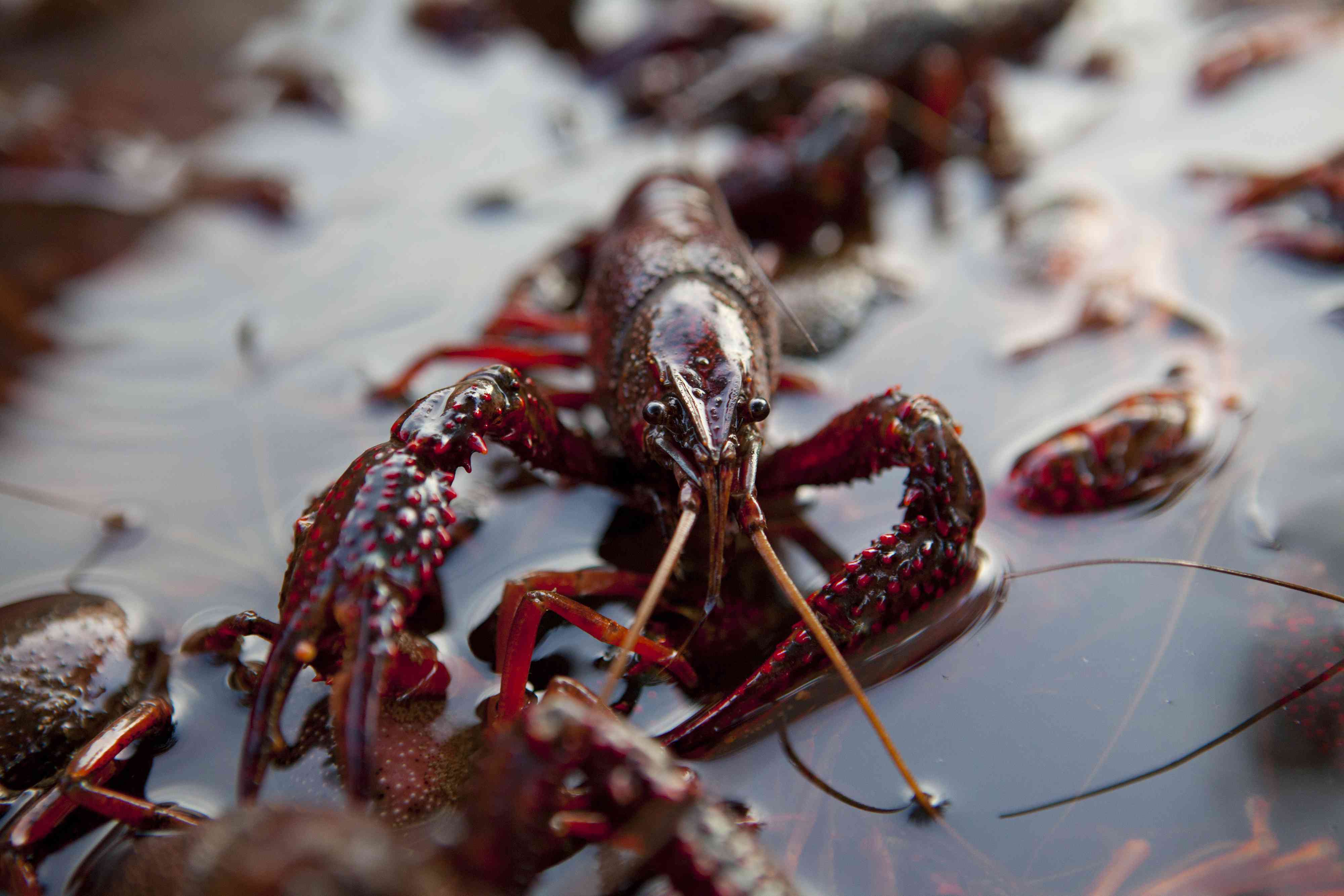 In Louisiana, a Crawfish Shortage Is Threatening a Way of Life