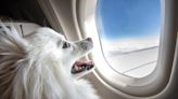 One of New York’s richest counties is suing to shut down Bark Air days after its first charter flight for dogs took off