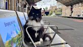 ‘I can hardly see through my tears’: Fans grieve over death of beloved British station cat