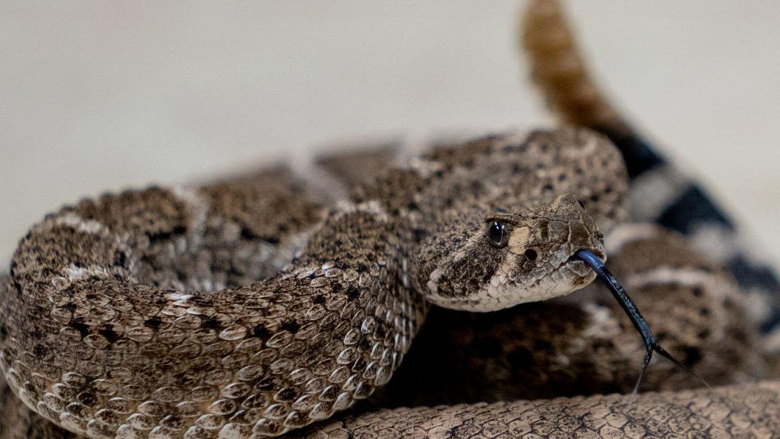 Arizona's warmer weather attracts rattlesnakes too