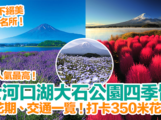 【河口湖景點2024】富士河口湖大石公園四季皆美！四季花期、交通一覽！打卡350米花街道！ | HolidaySmart 假期日常