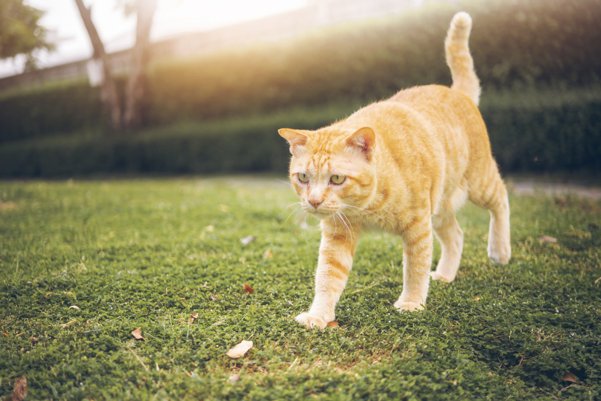 Owner crosses path with her cat in the wild, and her reaction is hilarious