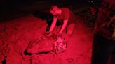 La tortuga boba Nicolasa pone 117 huevos en la playa de Arenales del Sol de Elche