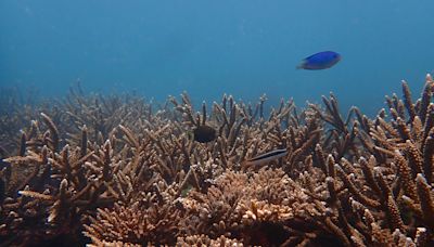 廢棄九孔池搖身變珊瑚農場！海大養殖5000株17種珊瑚