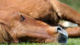 Horse named Sugar goes viral for pretending to be asleep when she doesn’t want to work