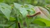 ‘Like fall’ in June: Spongy moth caterpillars outbreaks ravage trees in Hudson Valley