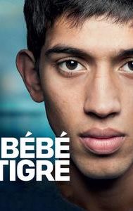 Bébé tigre