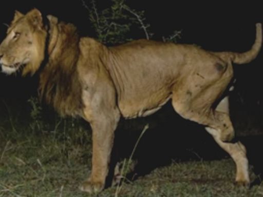 Lion With 3 Legs Makes Death-Defying Swim Across Predator-Infested River