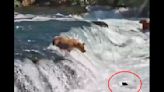 Watch bear cub’s ‘brilliant recovery’ after waterfall tumble