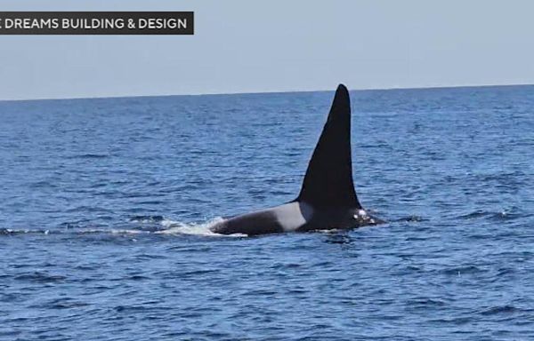 Video shows rare orca sighting off the coast of Massachusetts