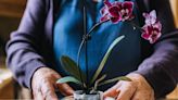 Orchid expert’s ‘very easy’ summer watering tips to keep houseplant ‘thriving’