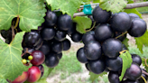 Muscadines, Florida's native grape, considered a superfood. But there's a problem