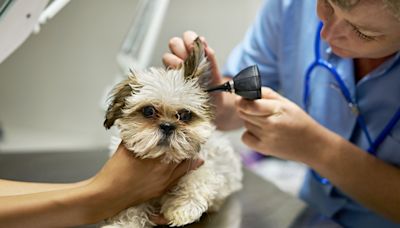 I'm a vet tech & a popular dog breed has awful health problems