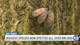 Invasive species now spotted all over NW Ohio