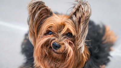 The 2024 Finalists for Comedy Pet Photography Awards Are Here and It's Impossible to Pick a Favorite