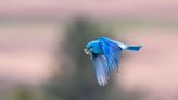 Bluer than blue: It's easy to spot Idaho's state bird