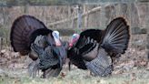 Ohio turkey hunters ahead of the game this spring