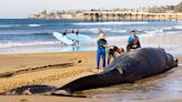 52-foot-long dead fin whale washes up on San Diego beach; cause of death unclear