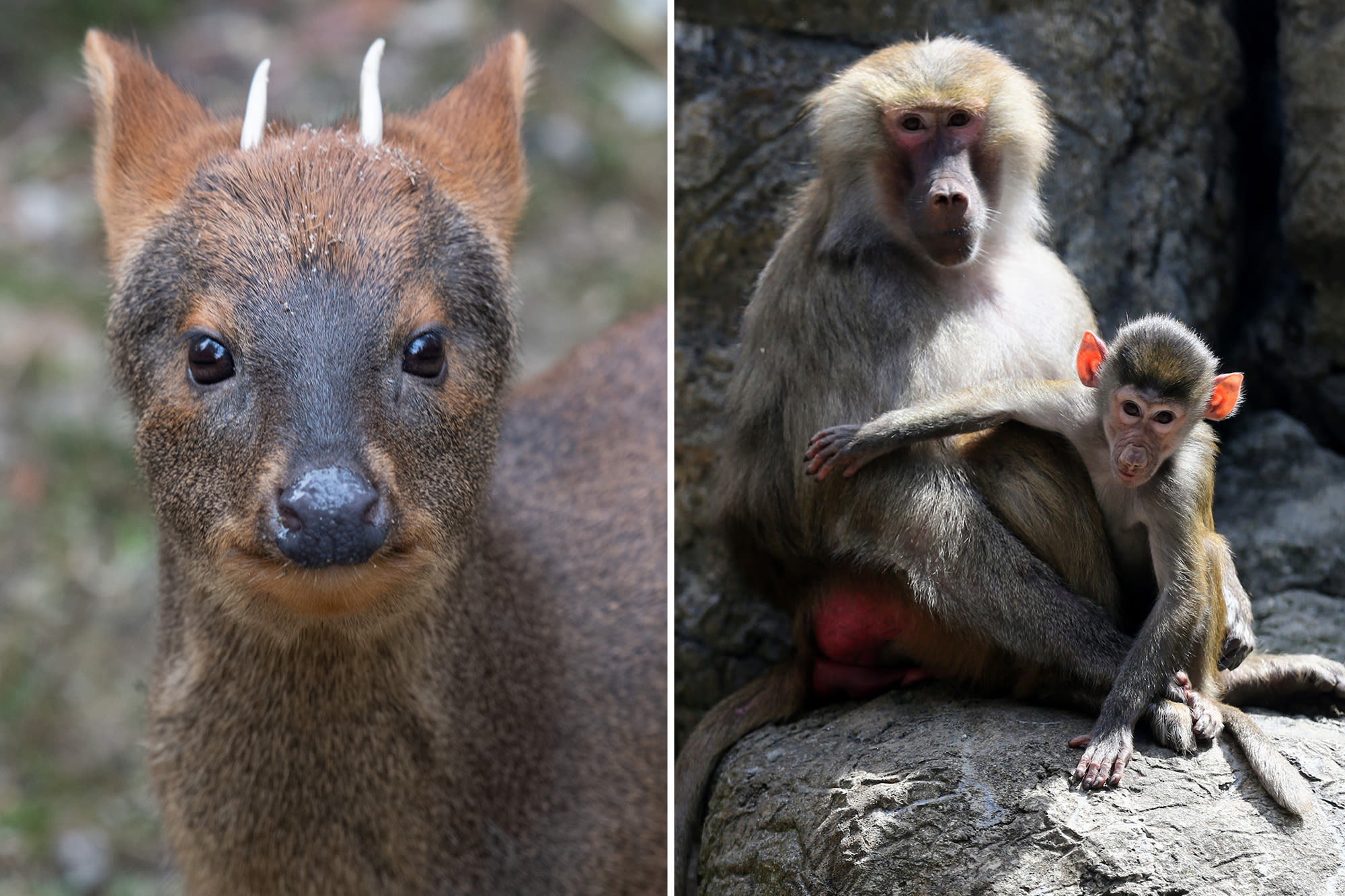 Brooklyn’s Prospect Park Zoo re-opens with adorable new baby animals and this rare species