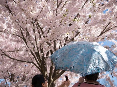 Toronto cherry blossoms in High Park expected to reach peak bloom Monday