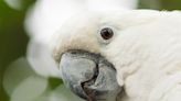 Umbrella Cockatoo Refuses To Sing Anything Other Than 'Shake It Off' on Repeat