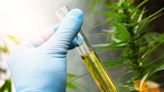 Belgian Scientists Use Hemp To Clean PFAS Chemicals... Have Legal Medical Marijuana, Germany Kills 'Intoxication...