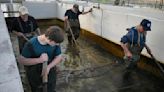 Kenosha rearing pond releases 40,000 baby salmon into Pike River