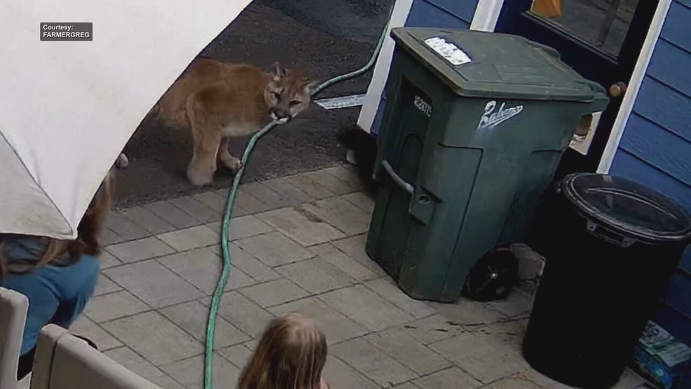 Video shows cougar come within feet of Washington family in yard