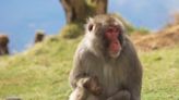 Monkey that Escaped Scottish Zoo Spotted Munching on Veggies from Local Gardens