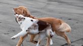 Golden Retriever Waking Up Deaf Aussie Brother To Play Will Melt Anyone's Heart