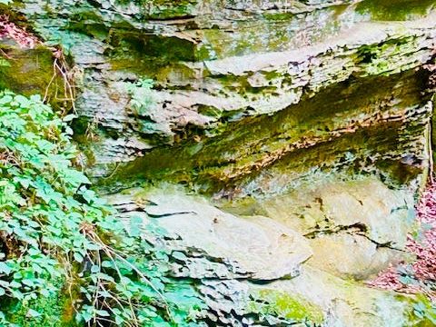 A Hiker's Path: Back home in Indiana's Canyon Forest Nature Preserve