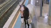 Watch: Runaway racehorse appears on train platform