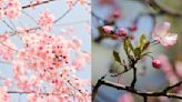 Fin Facts: 12 surprising things you didn't know about the cherry blossom, Japan's unofficial national flower