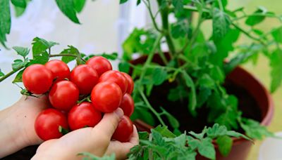 專家分享施肥祕方 可讓番茄果實長得更好