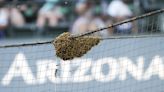 Diamondbacks and Dodgers Game Delayed Due to Bee Swarm