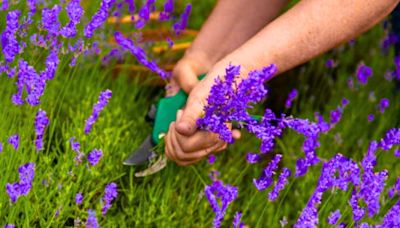 ‘Best’ time to prune lavender to get a ' healthier’ plant next year