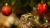 Delightful Little Owl Totally Gets Into the Christmas Spirit