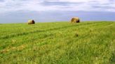 Día de la conservación del suelo: la intensificación agropecuaria sustentable hace un uso eficiente de los recursos